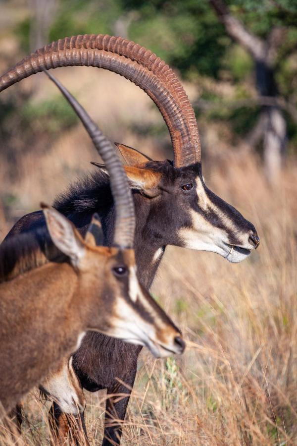 Lejwe La Metsi Private Reserve Bela-Bela Bagian luar foto