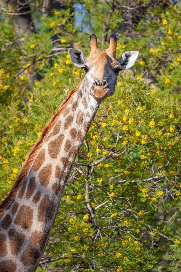 Lejwe La Metsi Private Reserve Bela-Bela Bagian luar foto