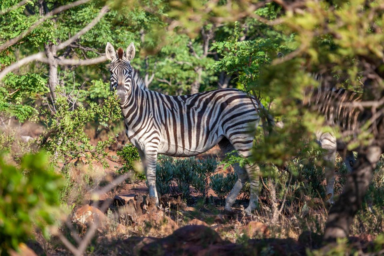 Lejwe La Metsi Private Reserve Bela-Bela Bagian luar foto